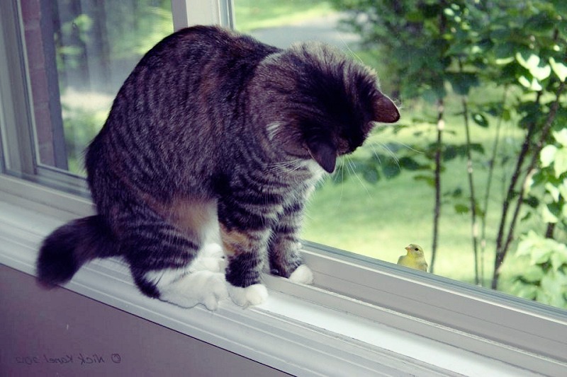 A bird caught by a cat to be left alone