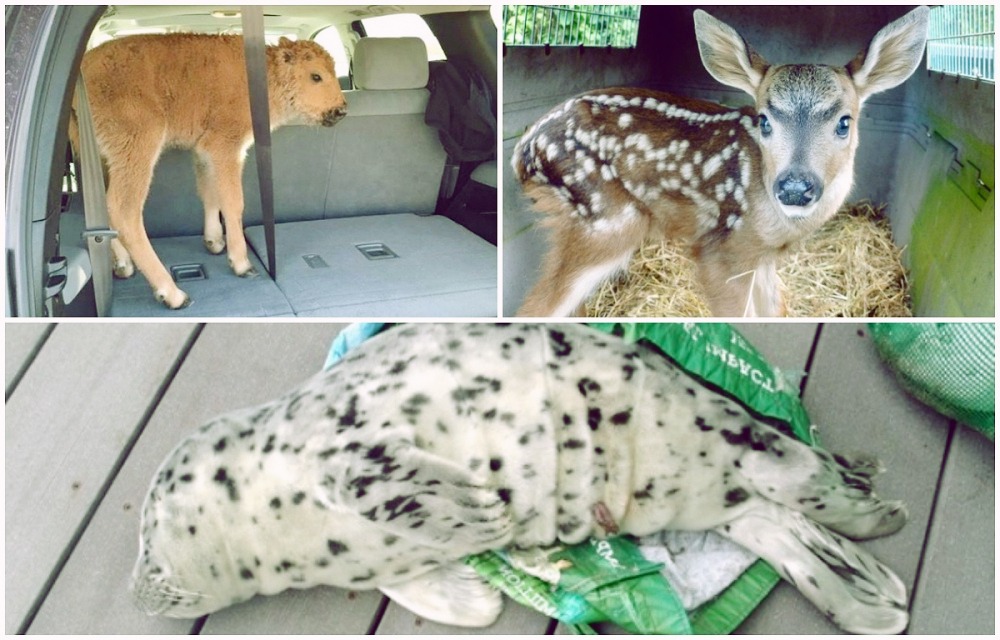 Basic dos and don’ts when you find a baby wildlife Basic dos and don’ts when you find a baby wildlife