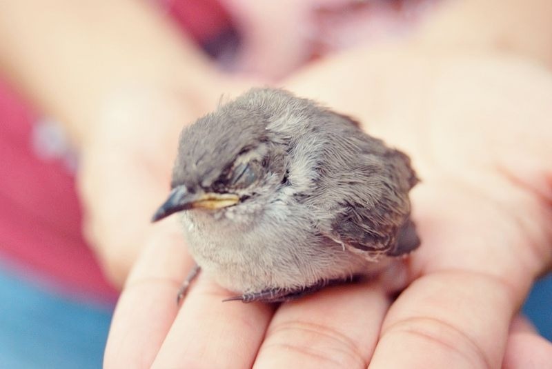 Orphaned birds to be cuddled