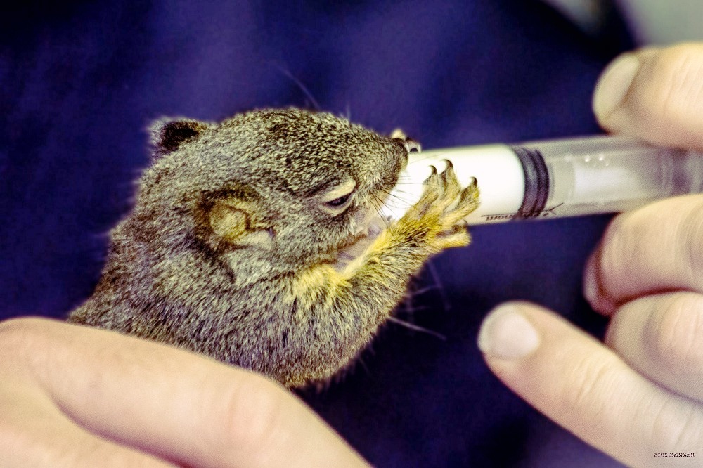 Overview of the 10 Canada’s wildlife rescue centers