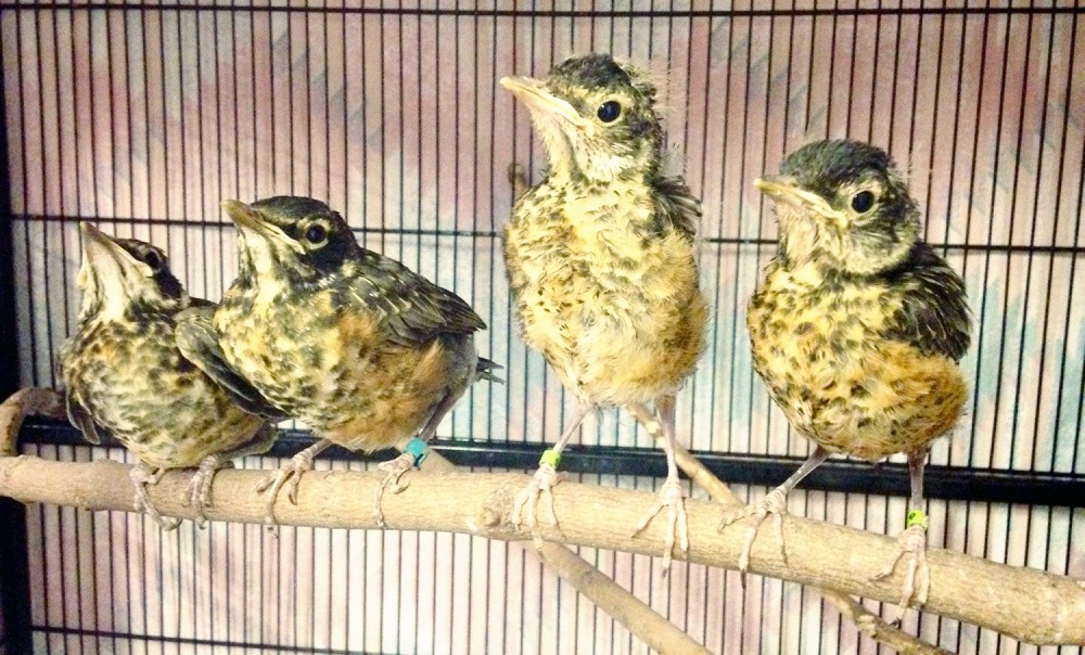 Uncovering the myths about injured or orphaned birds