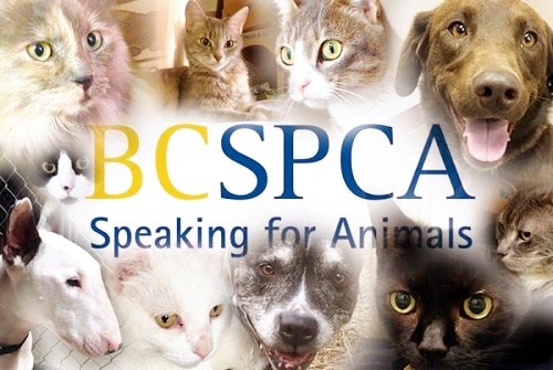BC SPCA sounds alarm on dangers of rodenticides for wildlife and pets - BC  SPCA