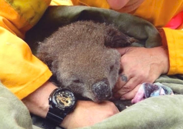 Does Experience Matter for Wildlife Rescue?