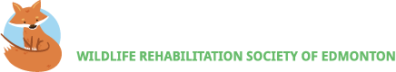 Wildlife Rehabilitation