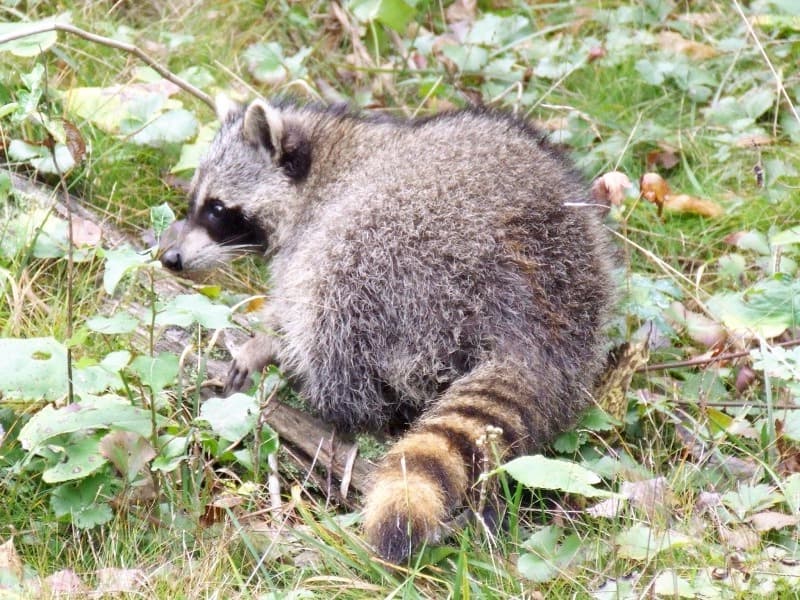 Ontario Wildlife Rescue