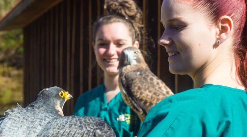 What Skills and Education You Need to Help with Wildlife Rehabilitation?