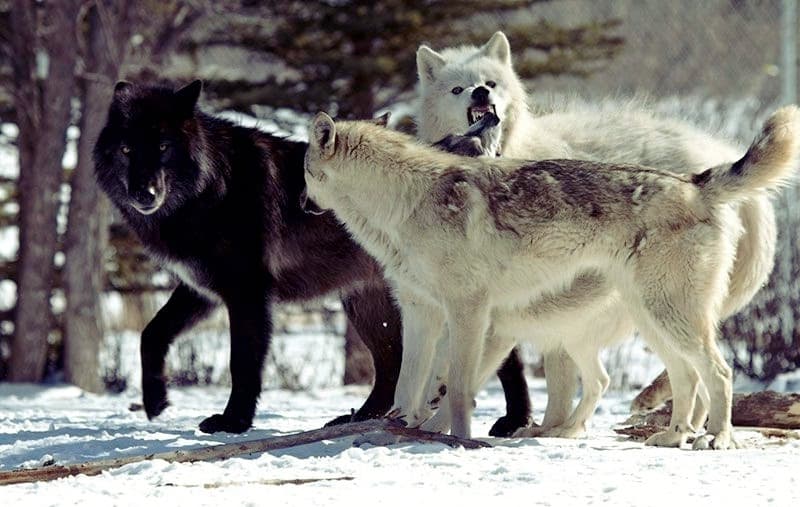 Yamnuska Wolfdog Sanctuary